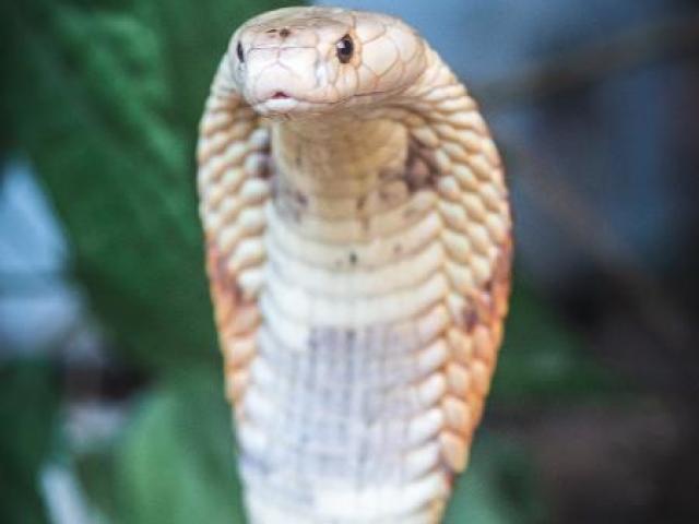 cobra