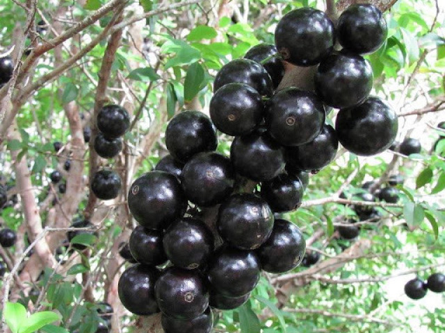 Uma jabuticaba.