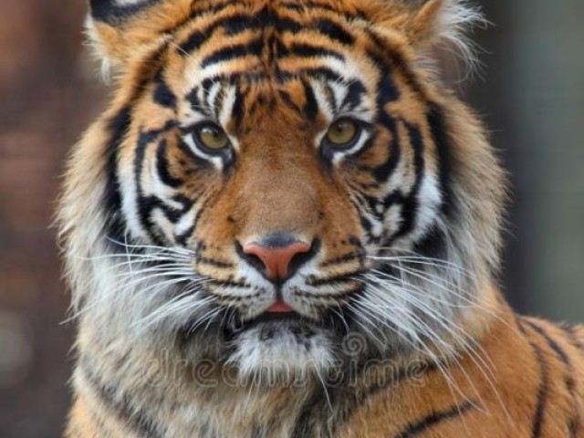 Tigre