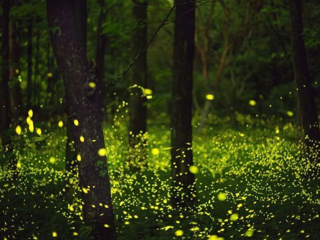 campo iluminado por vagalumes.