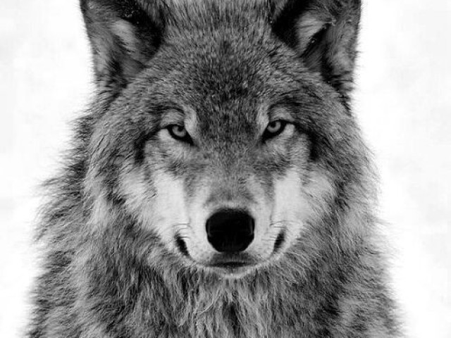 Lobo