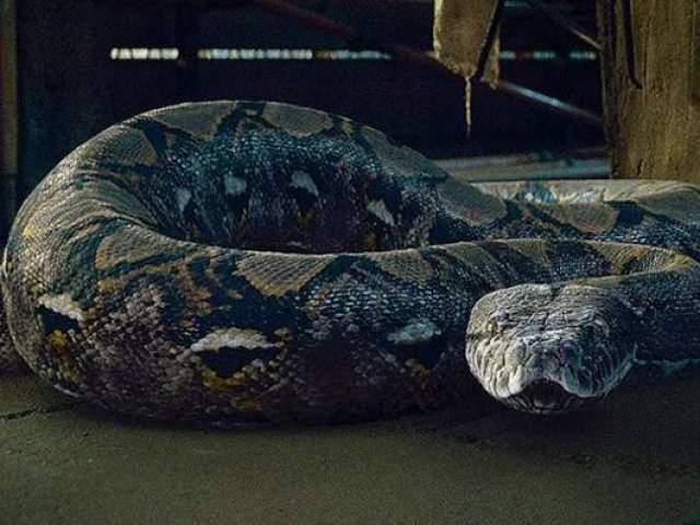 Nagini.