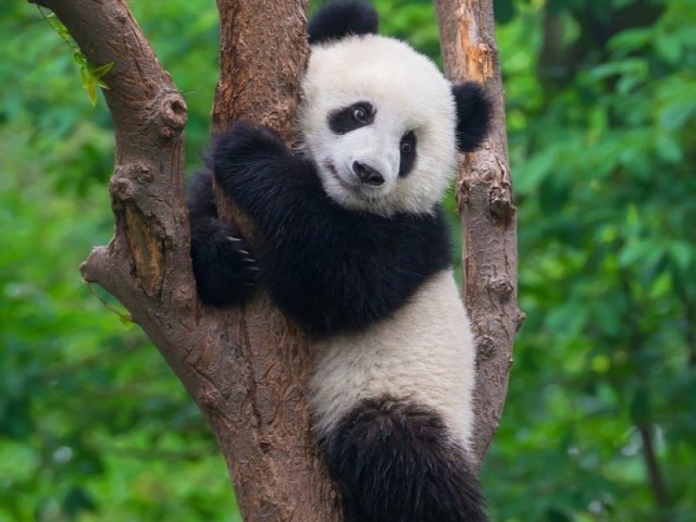 Panda