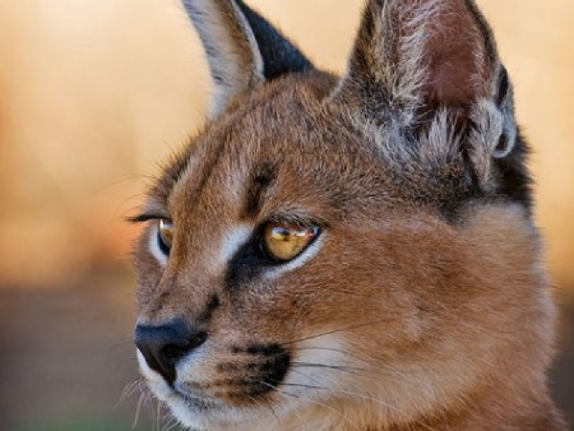 Tento caçar algum animal que encontrar