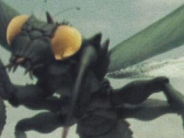 Kamacuras