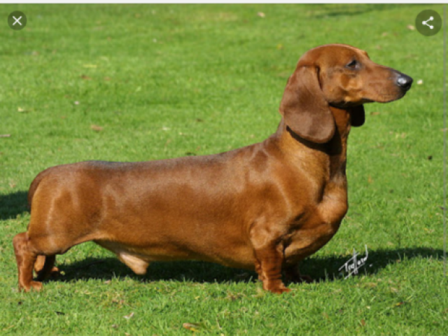 Escolho dachshund