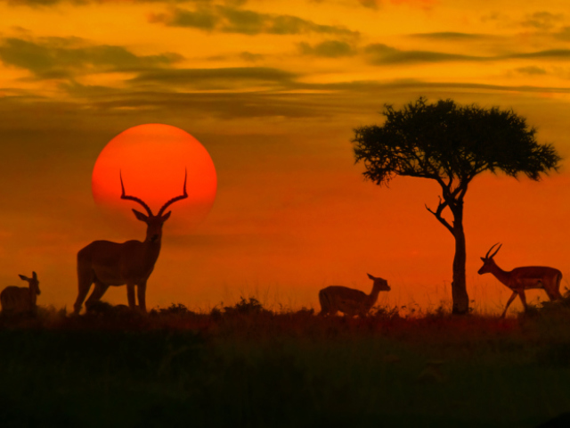 África.