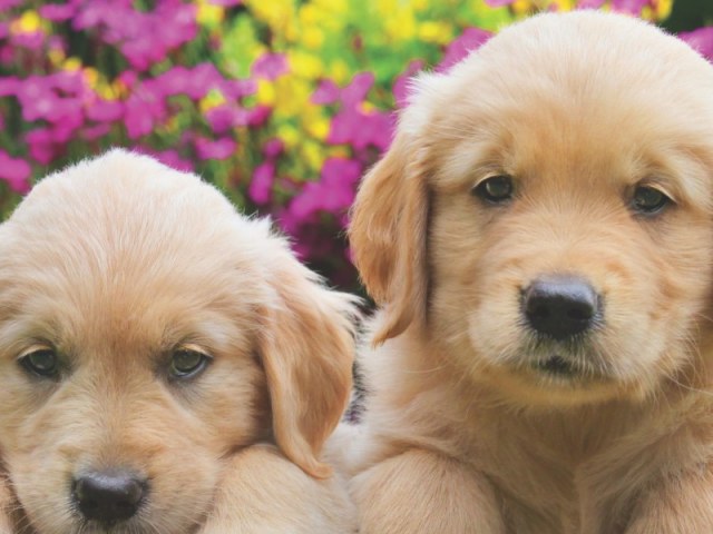 Cães