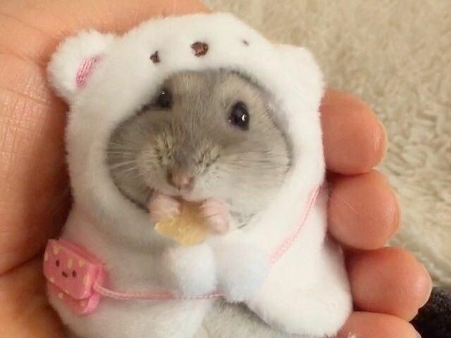 Hamster