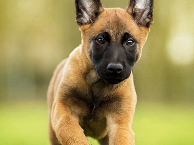 pastor belga de malinois