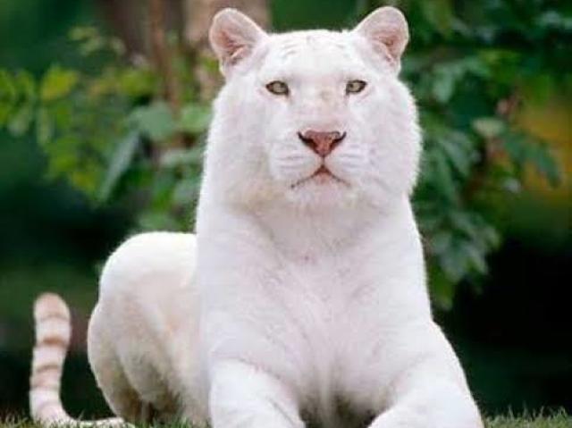 Tigre Totalmente Branco