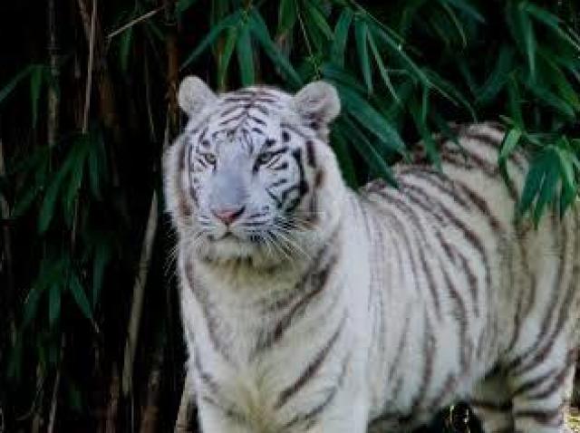 Tigre Branco