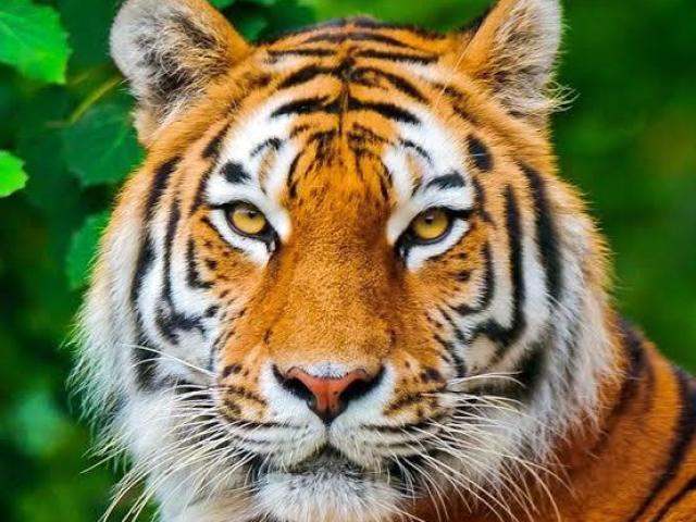 Tigre Laranja(Todas as espécies)