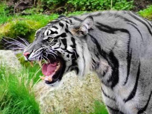 Tigre "Azul"(Cinza)