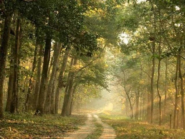 Floresta