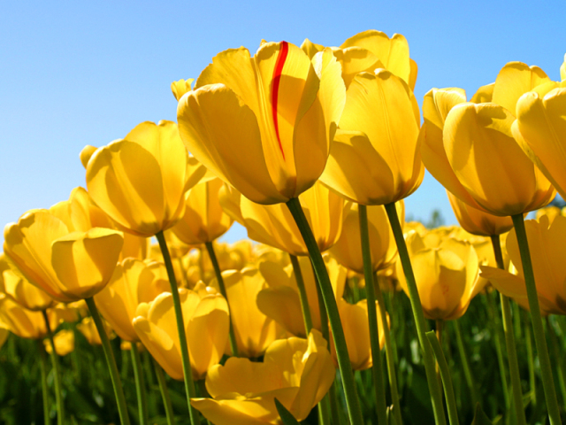 Primavera