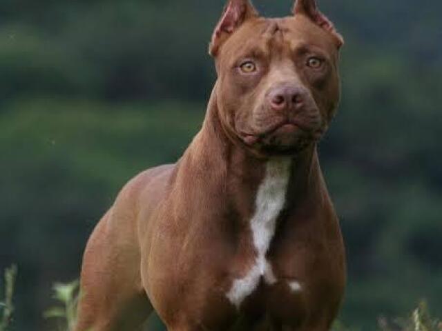 Pitbull