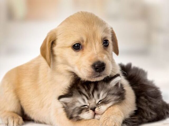 Gato ou cachorro?