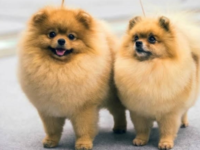 Dois cachorrinhos irmãos Bem peludinhos