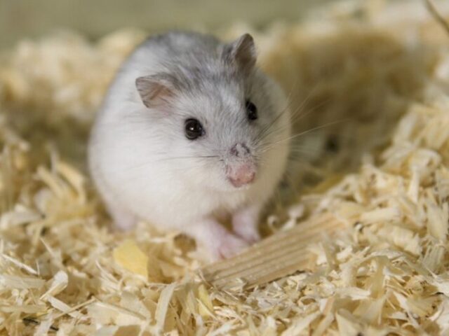 Hamster