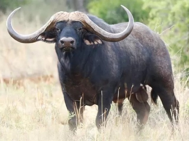 Búfalo (para a produção de leite e queijos)