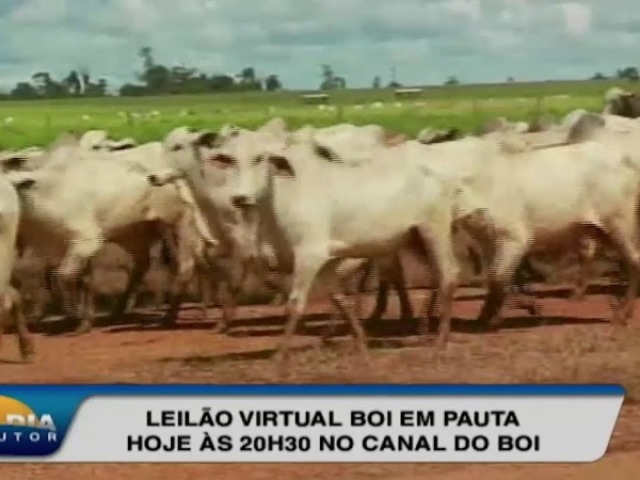 Eu passaria o dia na TV assistindo Canal do Boi.