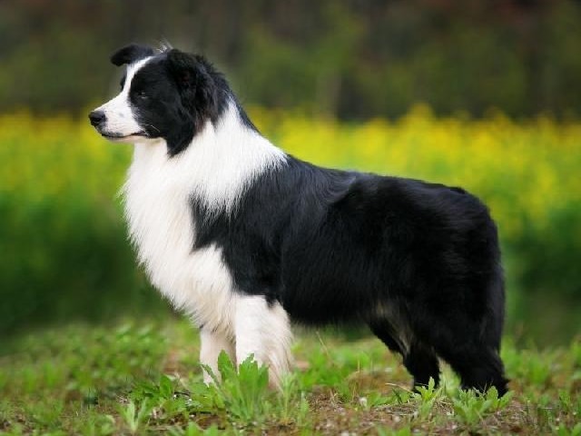 Border Collie chamado "Berrante"