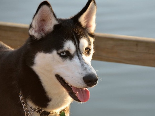 Um husky chamado "Jiló"