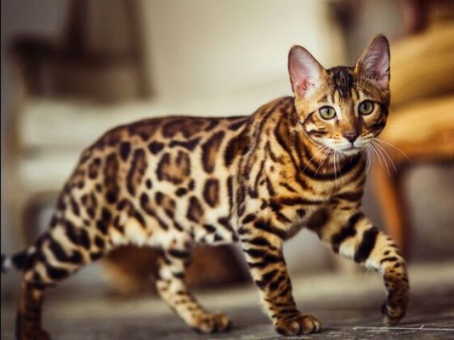 Gato de Bengala