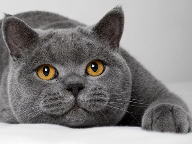 Gato de pelo curto inglês