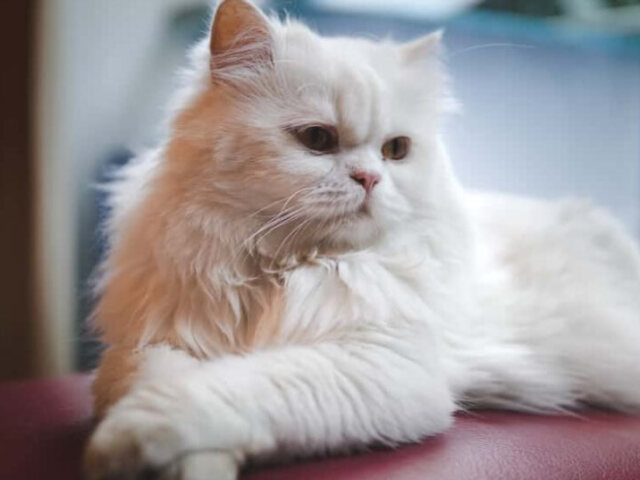 Gato Persa