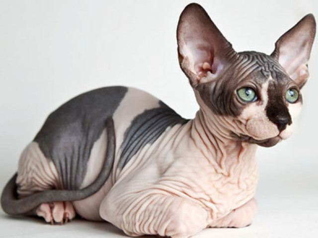 Sphynx