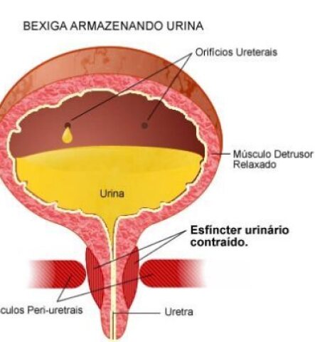 Bexiga urinária