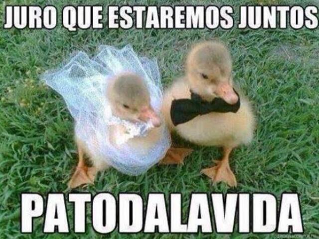 Pato Casal