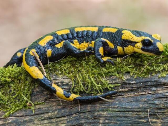 Salamandra