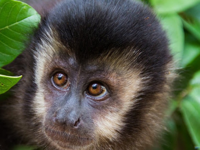 macaco