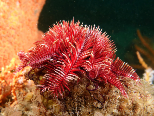 Crinoidea, lírio do mar