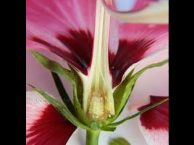 O ovário da flor é onde fica as sementes do Hibisco.