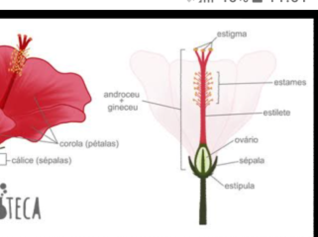 O pedúnculo é o caule do hibisco.