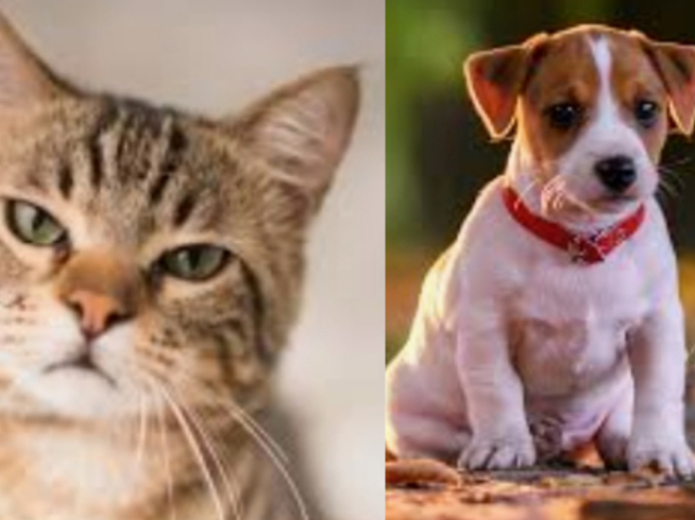 Você é mais cachorro ou gato?