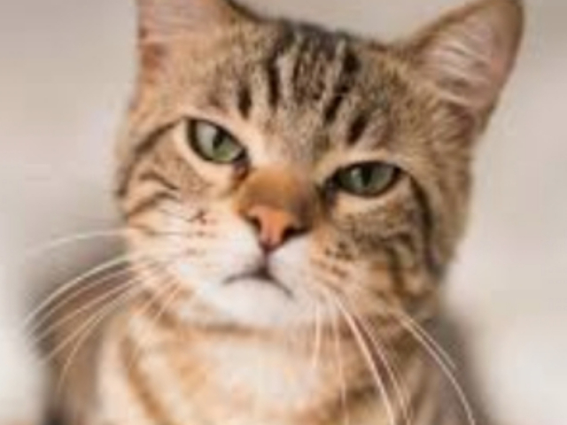 Qual raça de Gato você é? Vira lata ou Sphinx