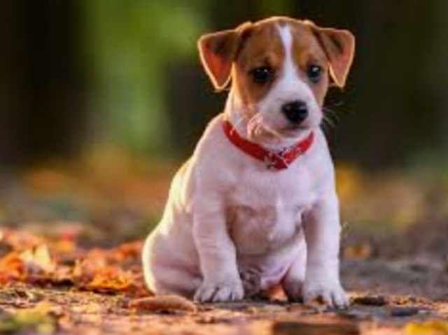 Você é Chihuahua ou Husk Siberiano