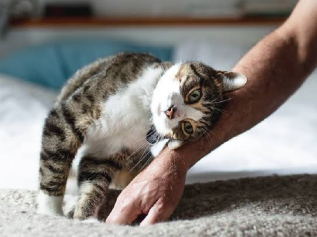 Gato