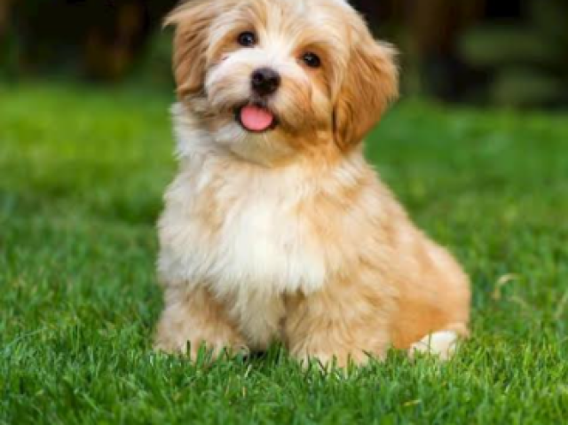 Cachorro