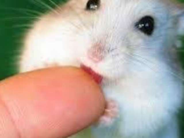 Hamster
