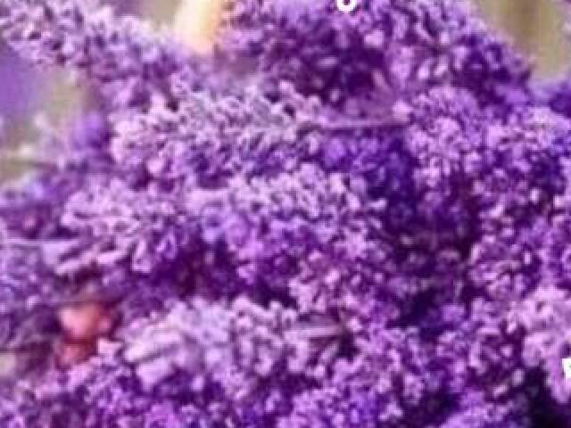 Roxo