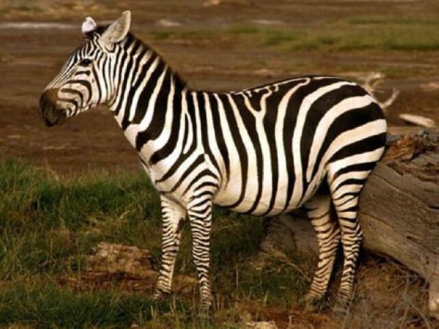 Você é como a Zebra