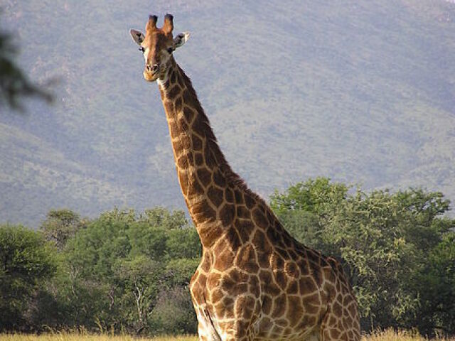Você é como a girafa! 😉😉