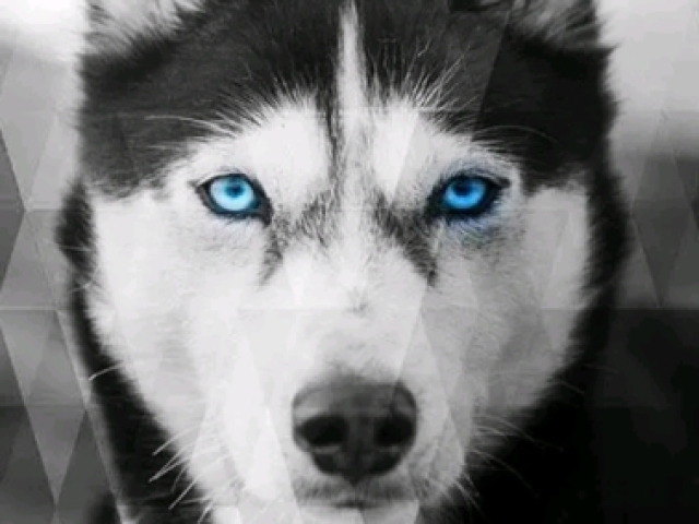 Husky