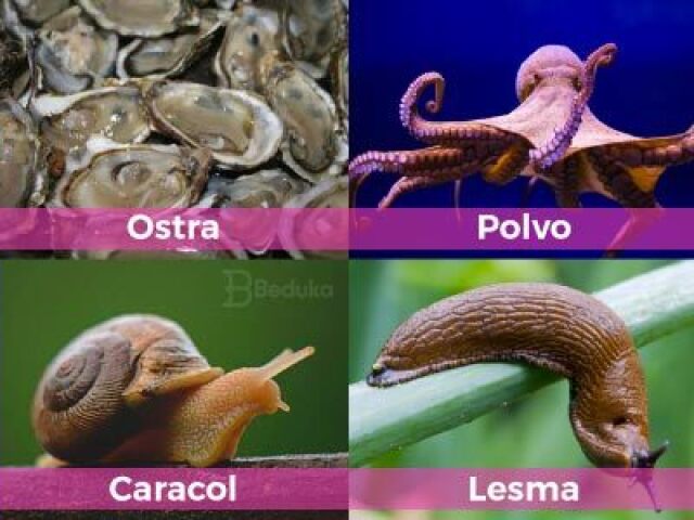 OSTRAS